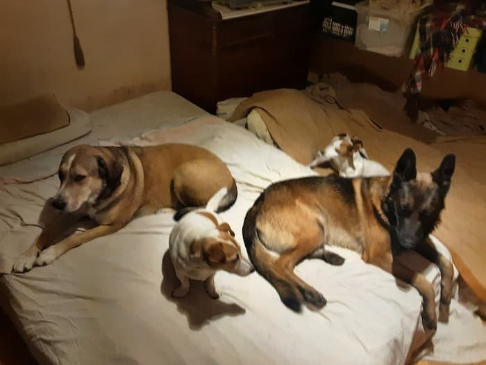 4 honden in bed 4 honden in bed